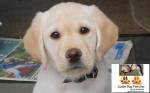 Me guide dog Fletcher when I was a little puppy