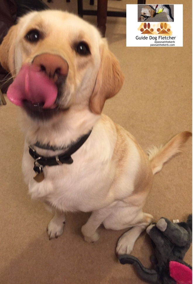 Me guide dog Fletcher with my pink tongue out