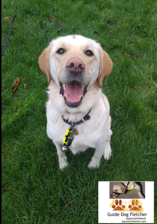 Me guide dog Fletcher sitting on the grass in the park