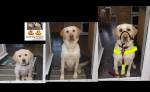 Three photos of me guide dog Fletcher as a puppy, teenager and qualified guide dog in the doorway of my puppy walker's