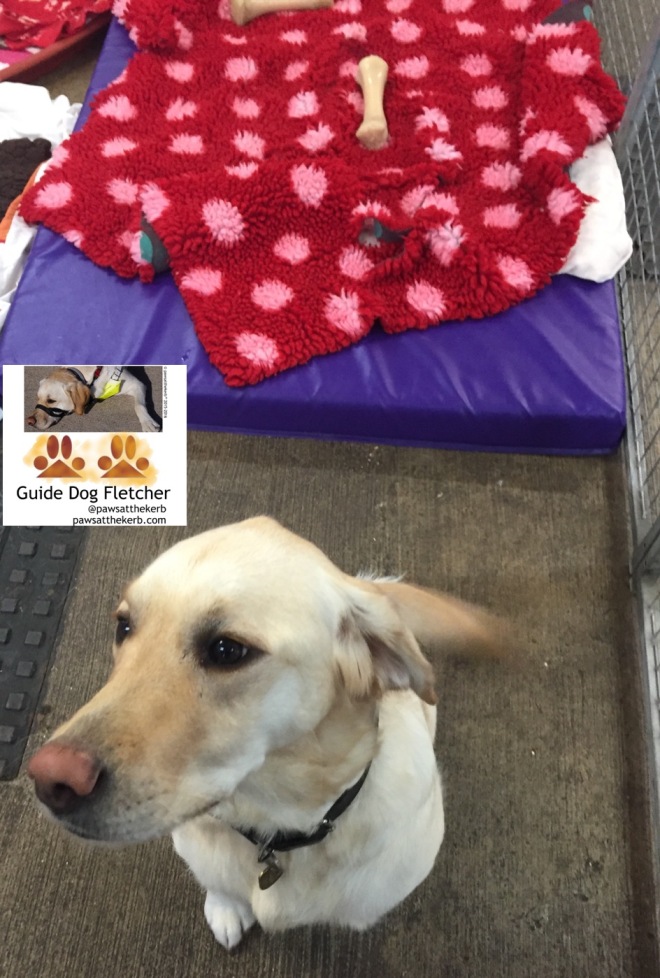 Me guide dog Fletcher sitting down in a dog pen with a purple bed and red blanket behind me. pawsatthekerb