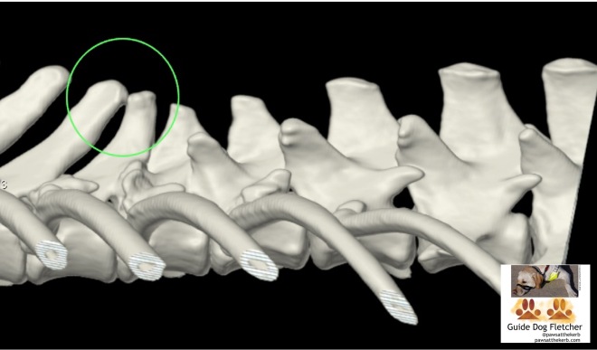 CT scan of my, that's guide dog Fletcher, spine in glorious 3D. Bone is white, with shades of grey, against a black backgound. On the left, there's a thin green circle around two bony bits which "kiss" each other. pawsatthekerb