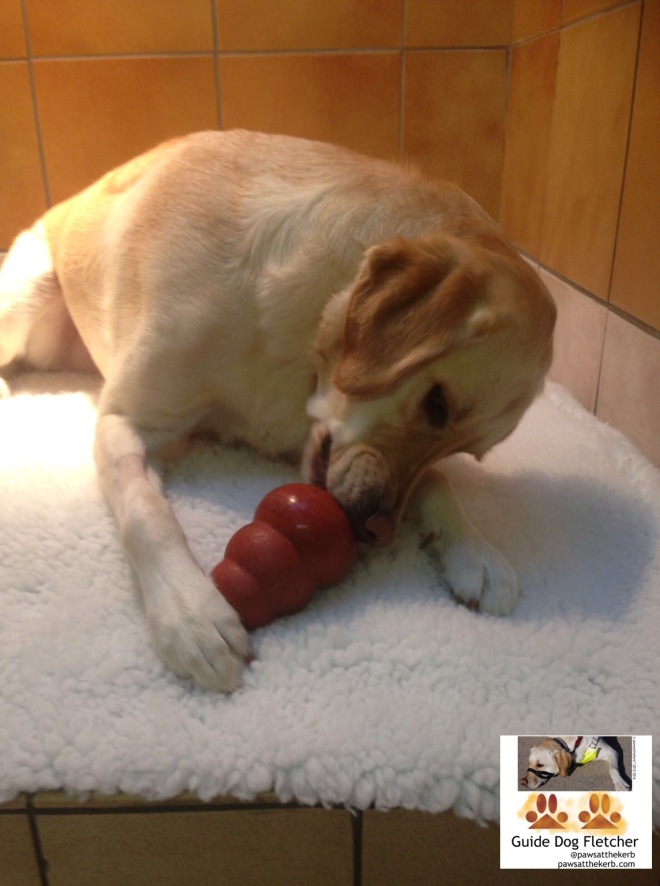 Me guide dog Fletcher sticking my tongue into a large red Kong dog. Kong is filled with yummy smelly food. don't think you can see the food. Kong is against my paw. I'm on a piece of vet bed with pale orange kennel tiles in the background. pawsatthekerb