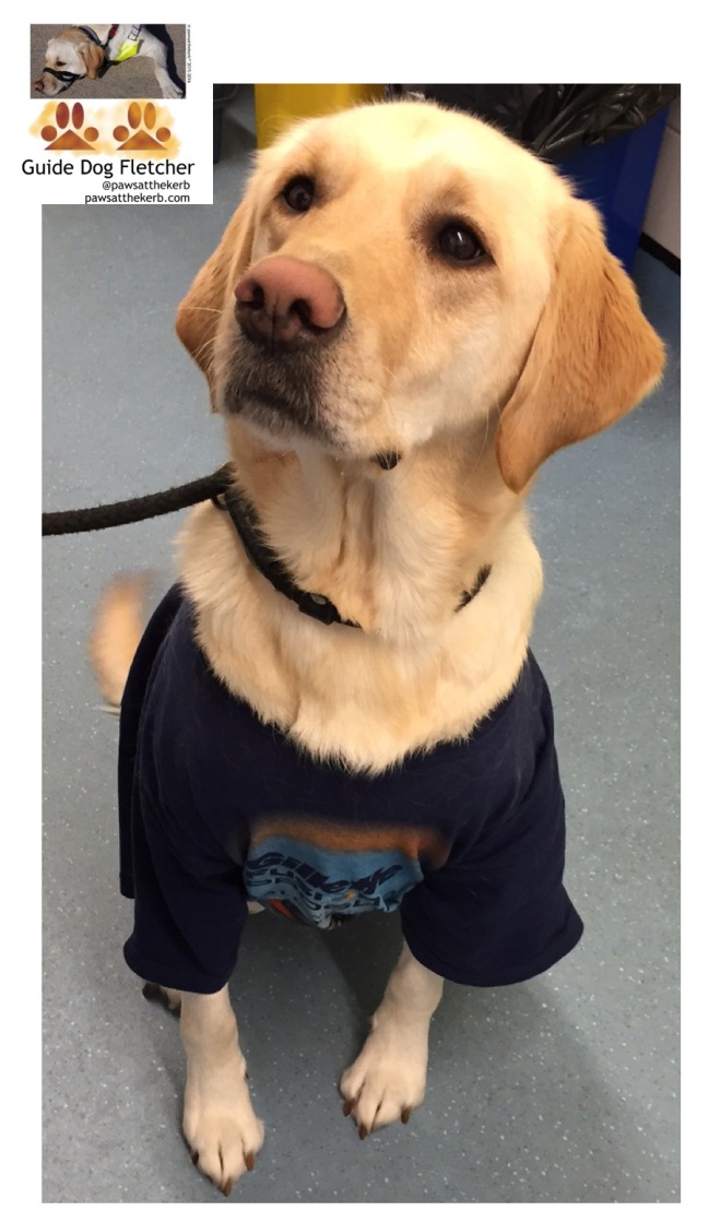 Me guide dog Fletcher sitting down head tilted to your left. I'm still rocking my dark blue T-shirt which contrasts well against my golden fur. pawsatthekerb