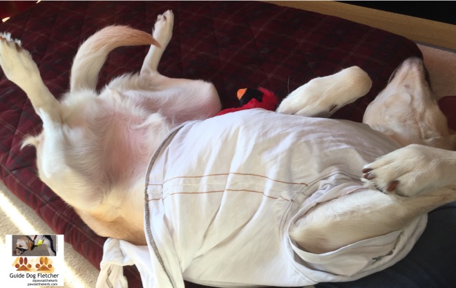 Me guide dog Fletcher snoozing on my back. Belly exposed ready for a belly rub. I'm wearing a white T-shirt and there's a red cuddly toy poking out from under me. @pawsatthekerb