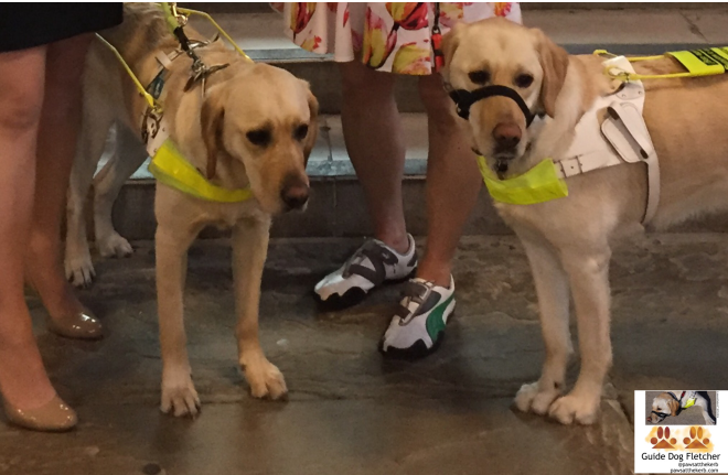 Me guide dog Fletcher with my brother on the left. We make a handsome pair in our Guide Dog Harnesses. The legs of our humans are also in photo shot. @pawsatthekerb