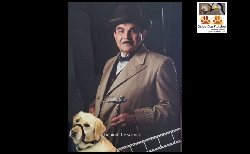 Me guide dog Fletcher in front of a poster of Hercule Poirot also know as David Suchet the actor. You can just see my golden head against the dark poster. Hercule has a moustashe, bowler hat and bow tie. @pawsatthekerb