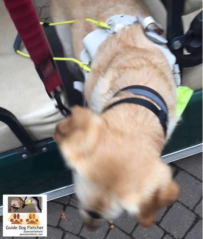 Me guide dog Fletcher in harness getting off a golf buggy type vehicle. You're looking down on me. I'm halfway getting off and in between two rows of seats. I'ts an action shot so a bit blurry. Me I'm a Labrador Golden Retriever cross. @pawsatthekerb